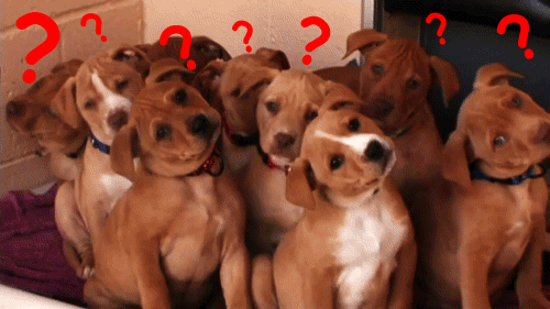 travel agent blog confused puppies